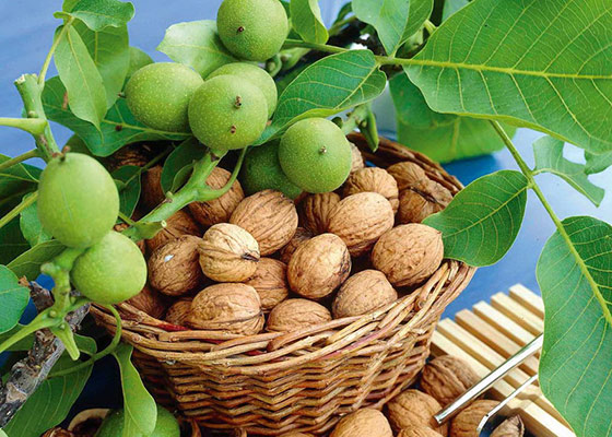 مضرات گردو مضرات گردو