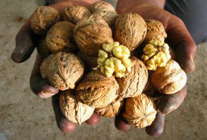 گردو تازه تویسرکان گردو تازه تویسرکان