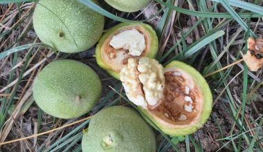 خواص گردو برای کاهش استرس