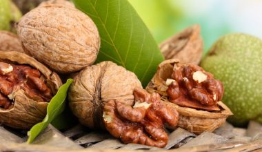 خواص گردو برای مغز