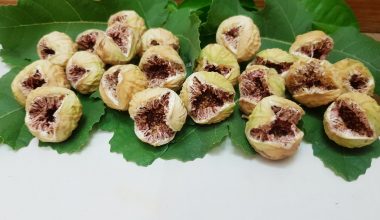 معرفی خواص انجیر