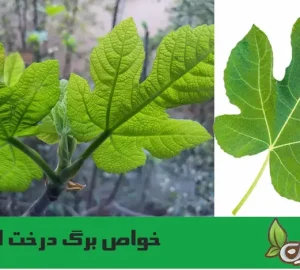 خواص برگ انجیر